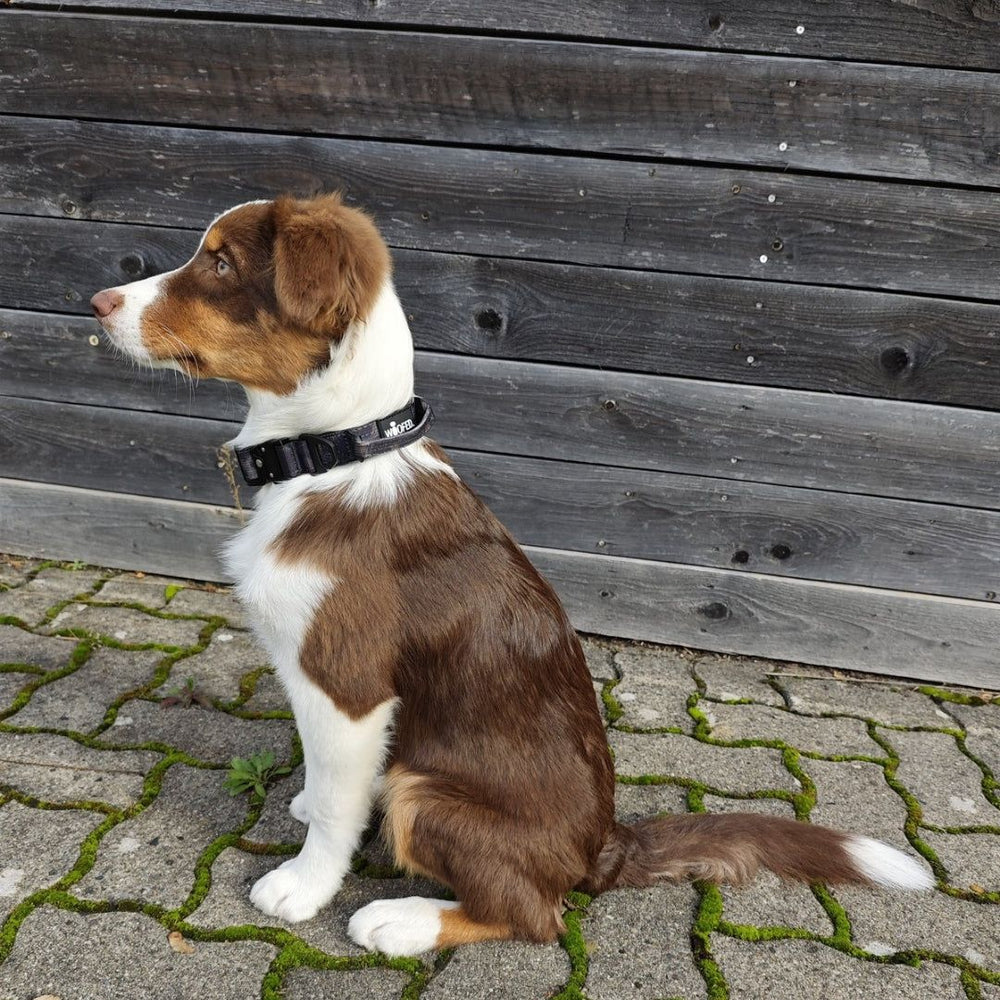 Gefleckter Hund mit braun-weißem Fell trägt schwarzes Nylonhalsband mit Aluverschluss, Hintergrund aus Holzbrettern.
