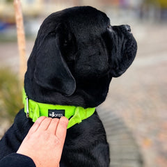 Taktisches Nylon Halsband mit Griff für Hunde, robust, gepolstert und sicher, ideal für Training und Abenteuer.