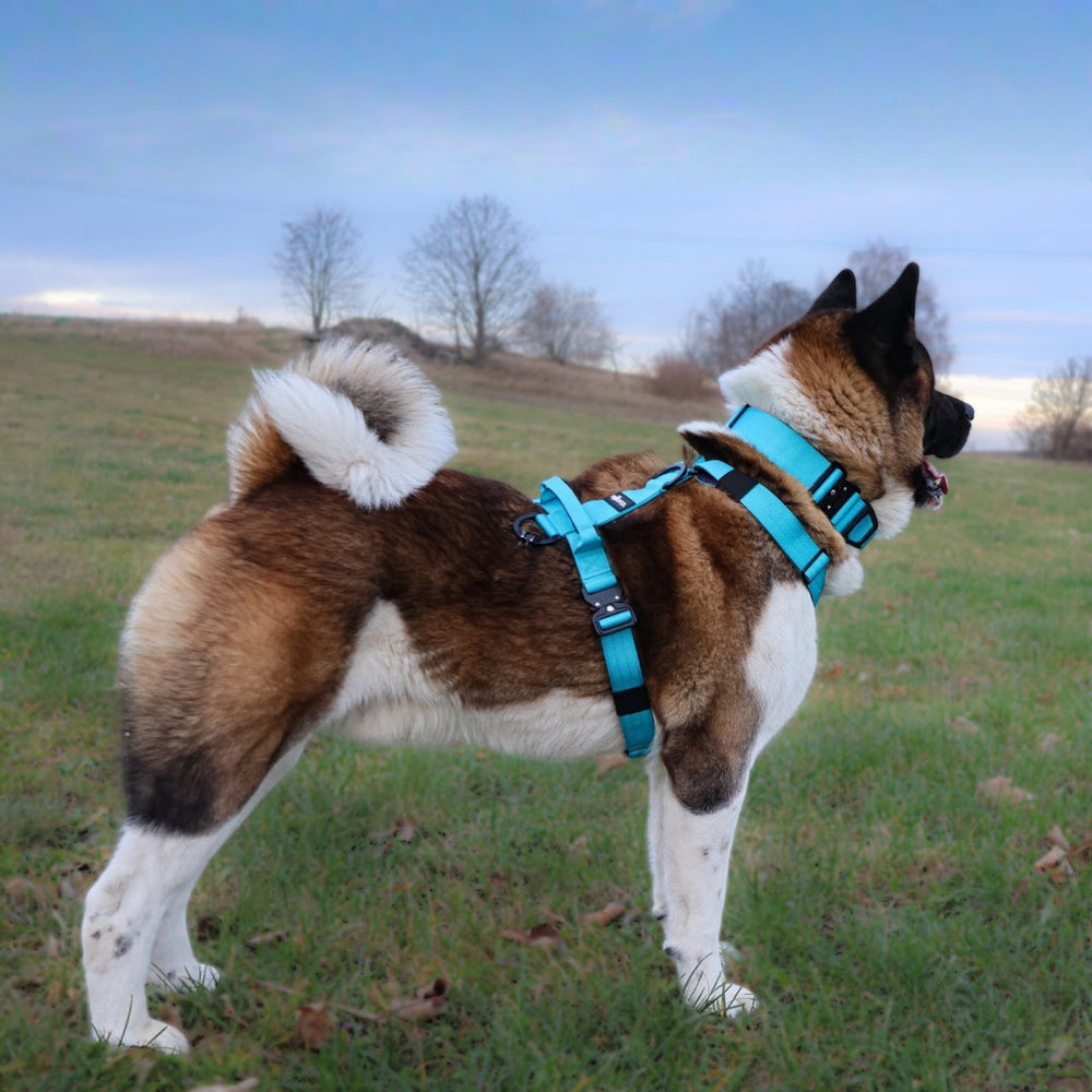 Akita-Hund im hellblauen Y-Geschirr steht auf einer Wiese mit Bäumen und bewölktem Himmel im Hintergrund.