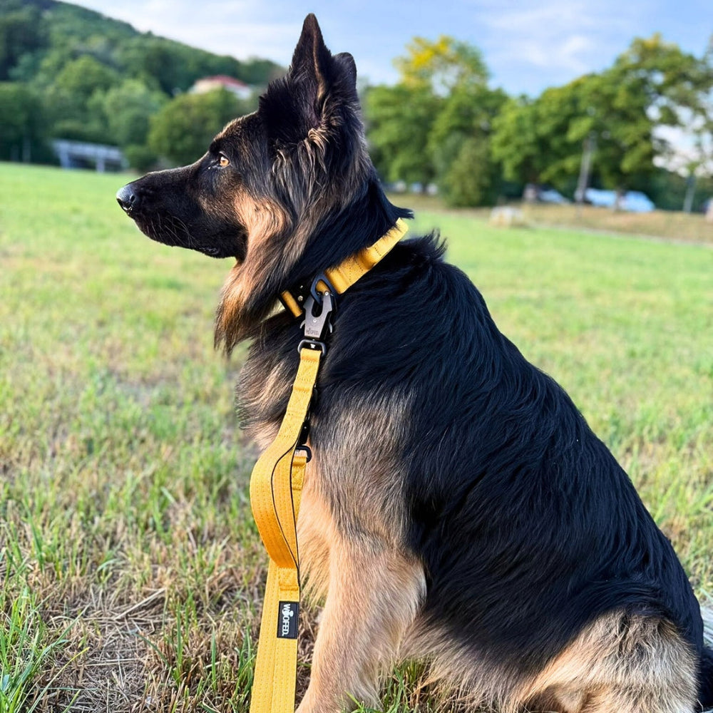 Hund mit schwarzem und braunem Fell sitzt auf Wiese, trägt gelbes Halsband und Leine mit Froschkarabiner.