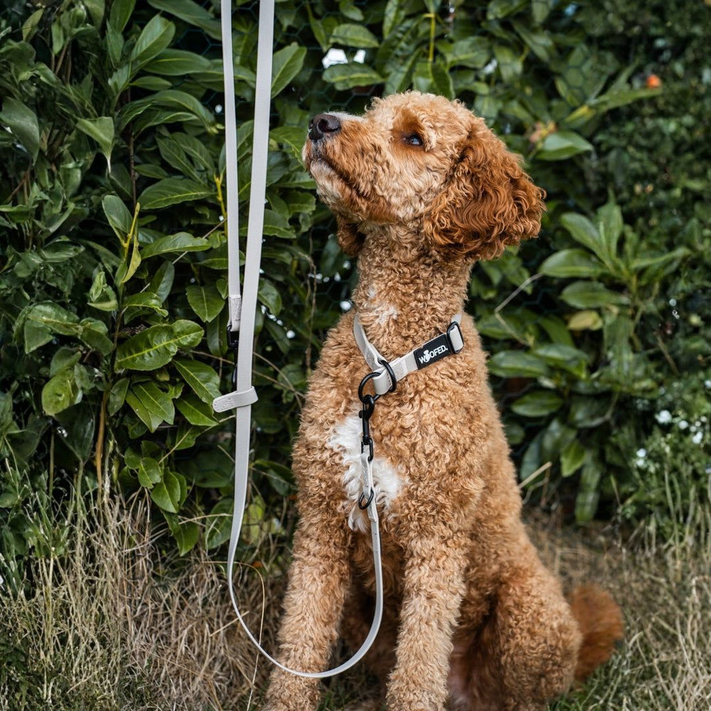 Brauner lockiger Hund mit WOOFLEX® Zugstopphalsband sitzt vor grüner Hecke und schaut nach oben.