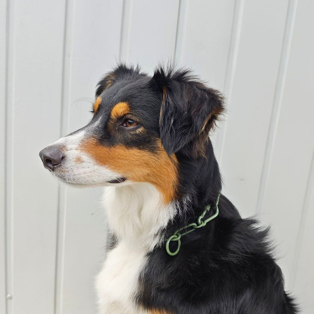 Hund mit glänzendem Fell trägt ein Woofchain Edelstahl-Halsband vor heller Wand.