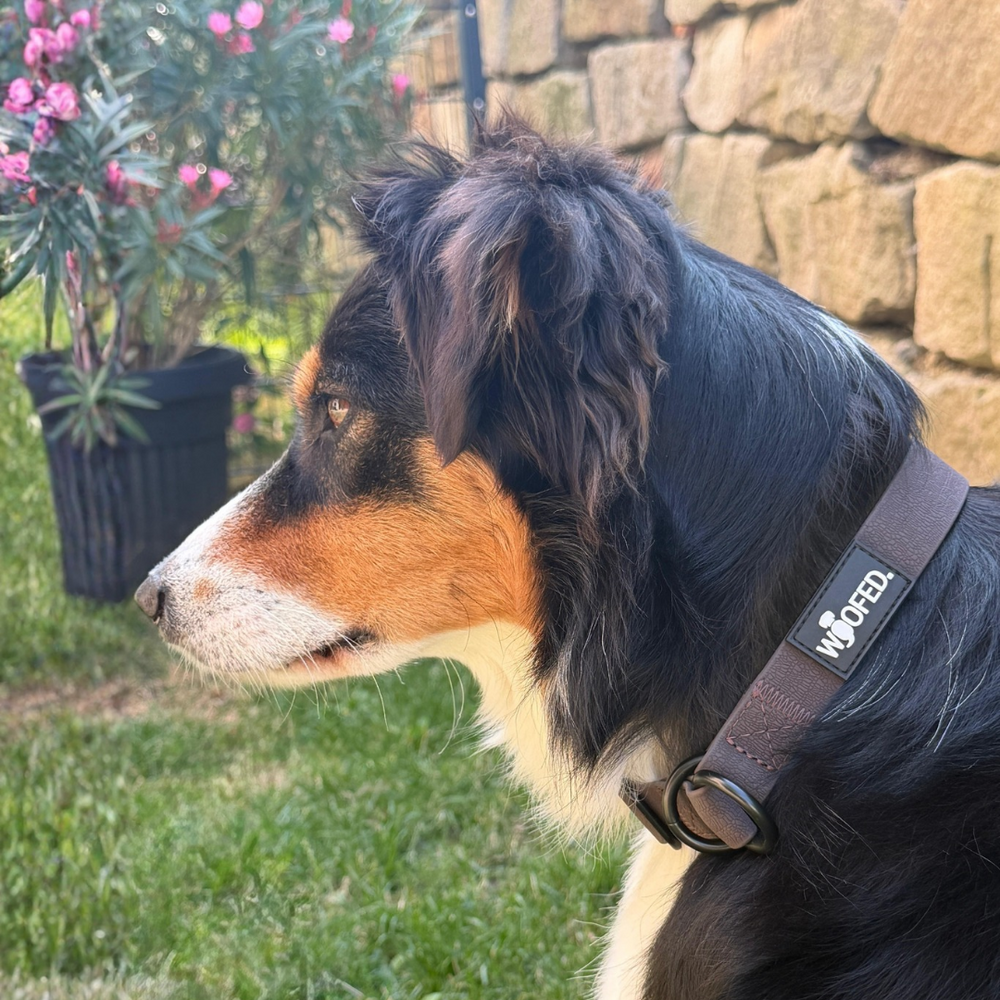 "Hund mit braunem WOOFLEX® Zugstopphalsband, seitlich neben Pflanzen und Steinmauer."