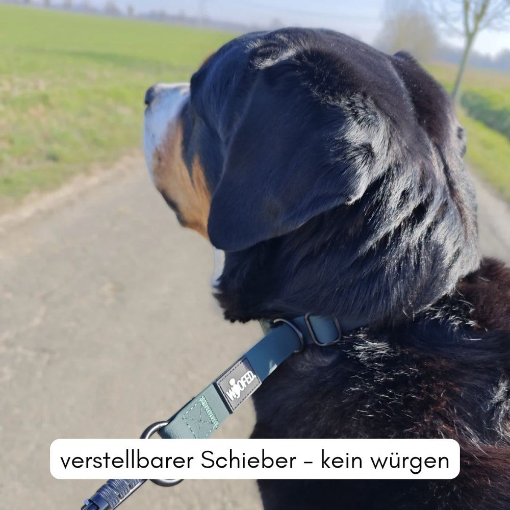Hund auf einem Weg mit WOOFLEX® Zugstopphalsband, das durch seinen verstellbaren Schieber ein sanftes Zugverhalten bietet.