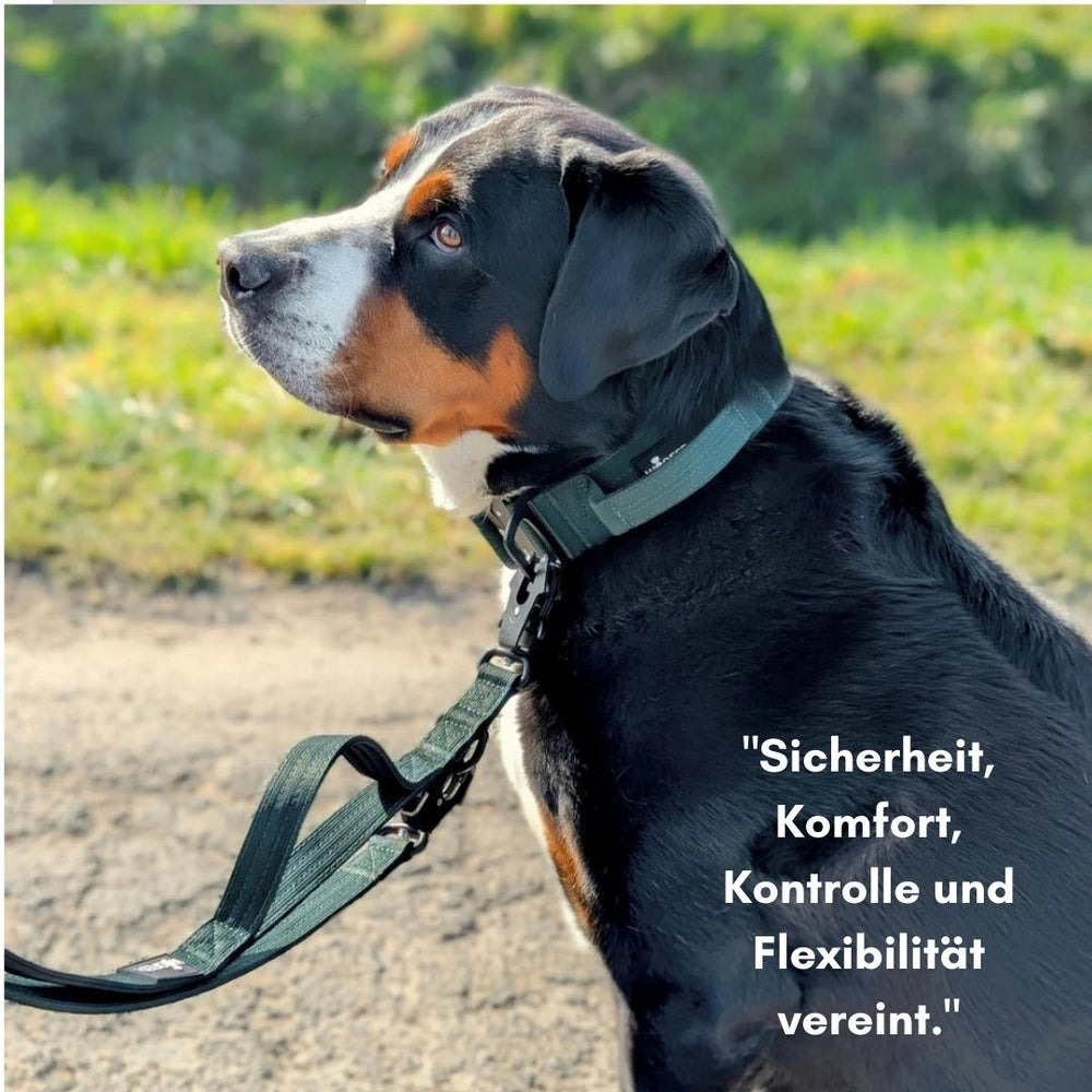 Schwarzer Hund mit braunen Abzeichen, trägt ein grünes Nylonhalsband mit Griff in einer natürlichen Landschaft.