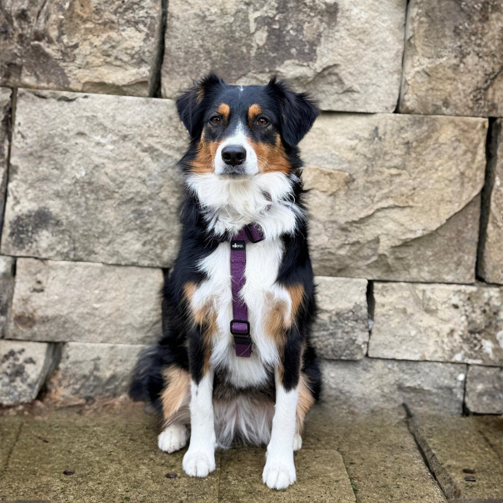 Hund mit schwarz-weißem Fell und braunen Flecken trägt lila Y-Geschirr vor einer Steinmauer, aufmerksam in die Ferne blickend.