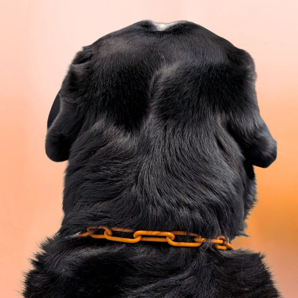 Hund mit schwarzem Fell, trägt ein orangefarbenes Edelstahl-Halsband vor einem sanften, warmfarbigen Hintergrund.