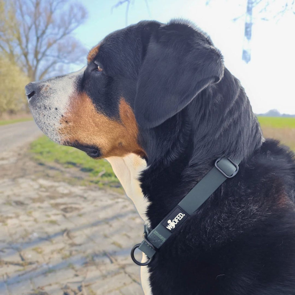 Hund mit braun-schwarz-weißem Fell trägt ein WOOFLEX® Zugstopphalsband auf einem Waldweg.
