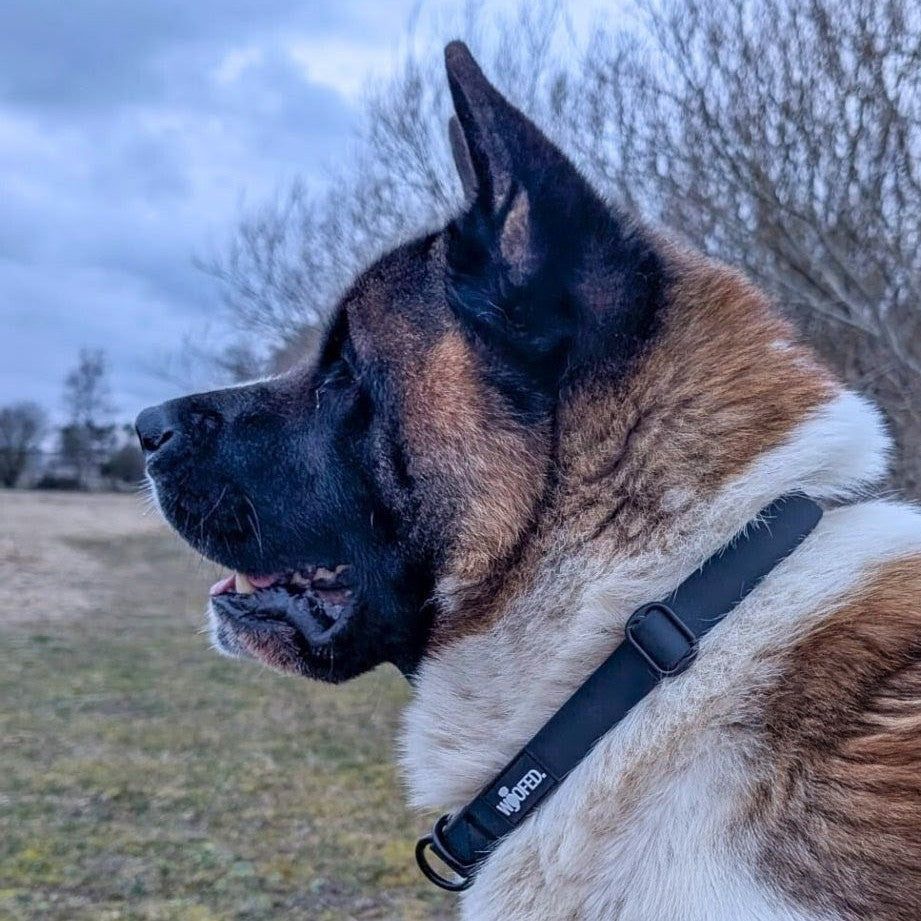 Akita-Hund im Profil mit braun-weißem Fell und schwarzem WOOFLEX®-Halsband, umgeben von Bäumen und wolkigem Himmel.