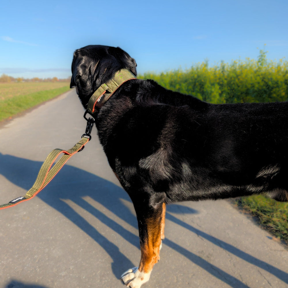 Schwarzer Hund mit braunen Abzeichen an grüner Leine auf Schotterweg, umgeben von grünem Gras und Blumen.