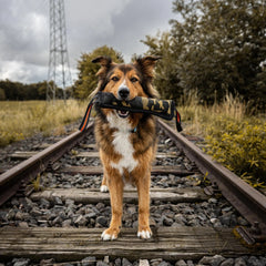 Hundespielzeug Beißwurst Camo im Maul eines Hundes auf Bahngleis, umgeben von Bäumen in ländlicher Umgebung.