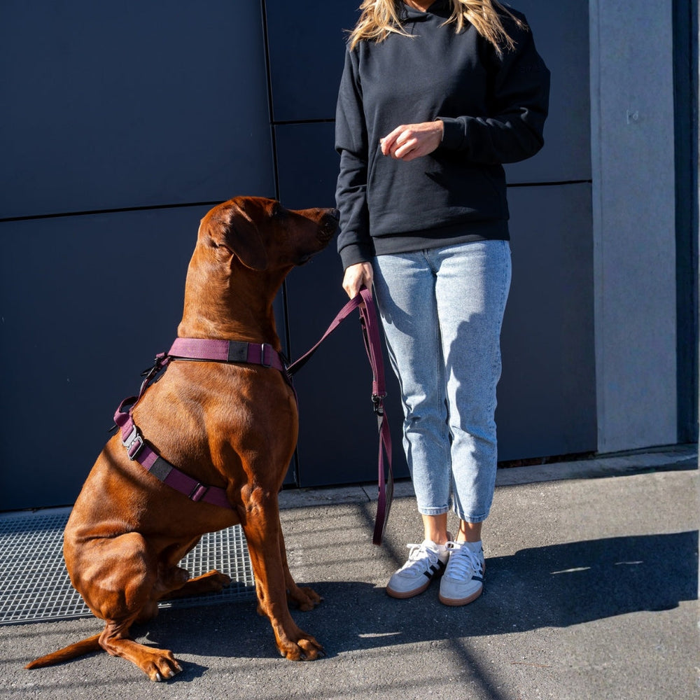 Person mit großem, braunen Hund im lila Y-Hundegeschirr, sitzend am Boden, Leine in der Hand.