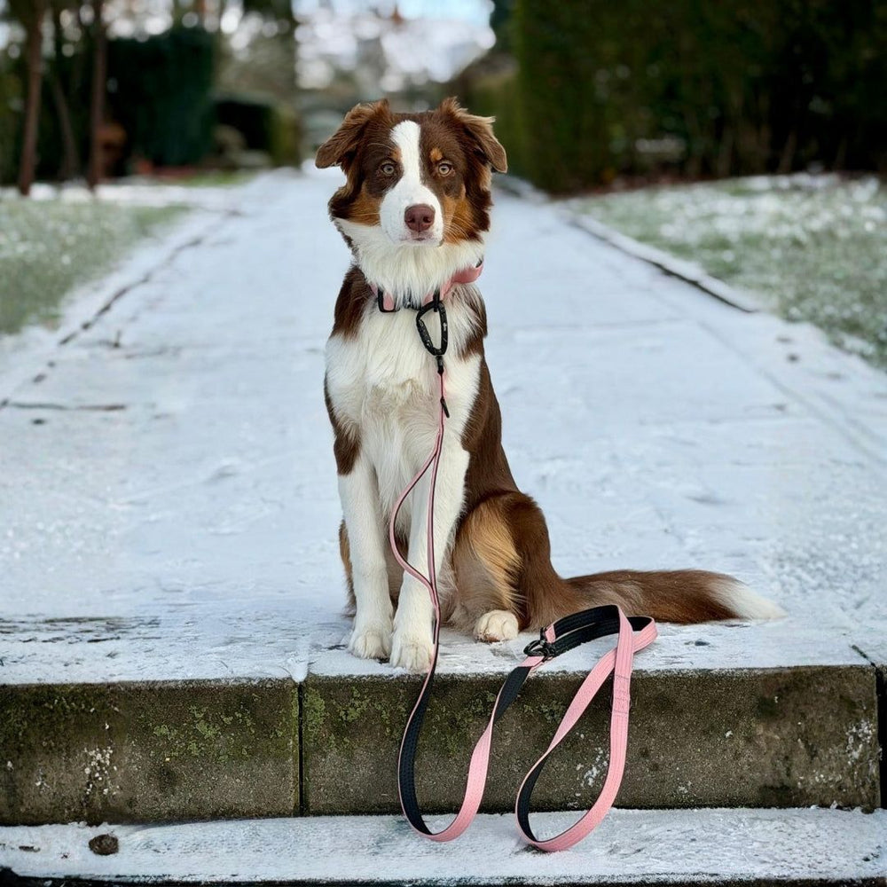 Hund mit rot-braunem Fell an rosa Führleine auf verschneitem Gehweg, umgeben von grünen Büschen.