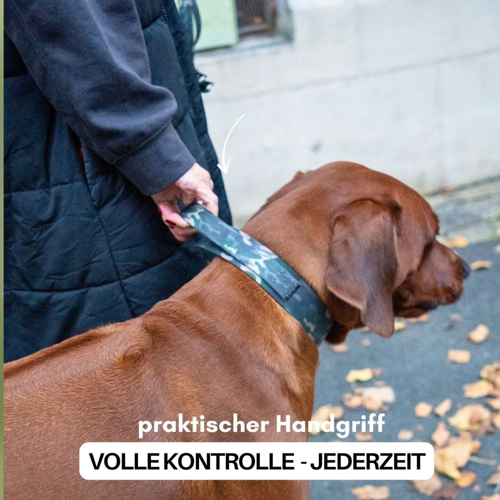 Hund mit camouflagemusterndem Halsband WOOFLEX® und Handgriff, umgeben von herbstlichen Blättern.