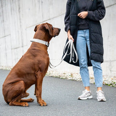 Person hält großen braunen Hund mit WOOFLEX® Führleine und Sicherheitskarabiner, Kleidung in Schwarz und Grau.