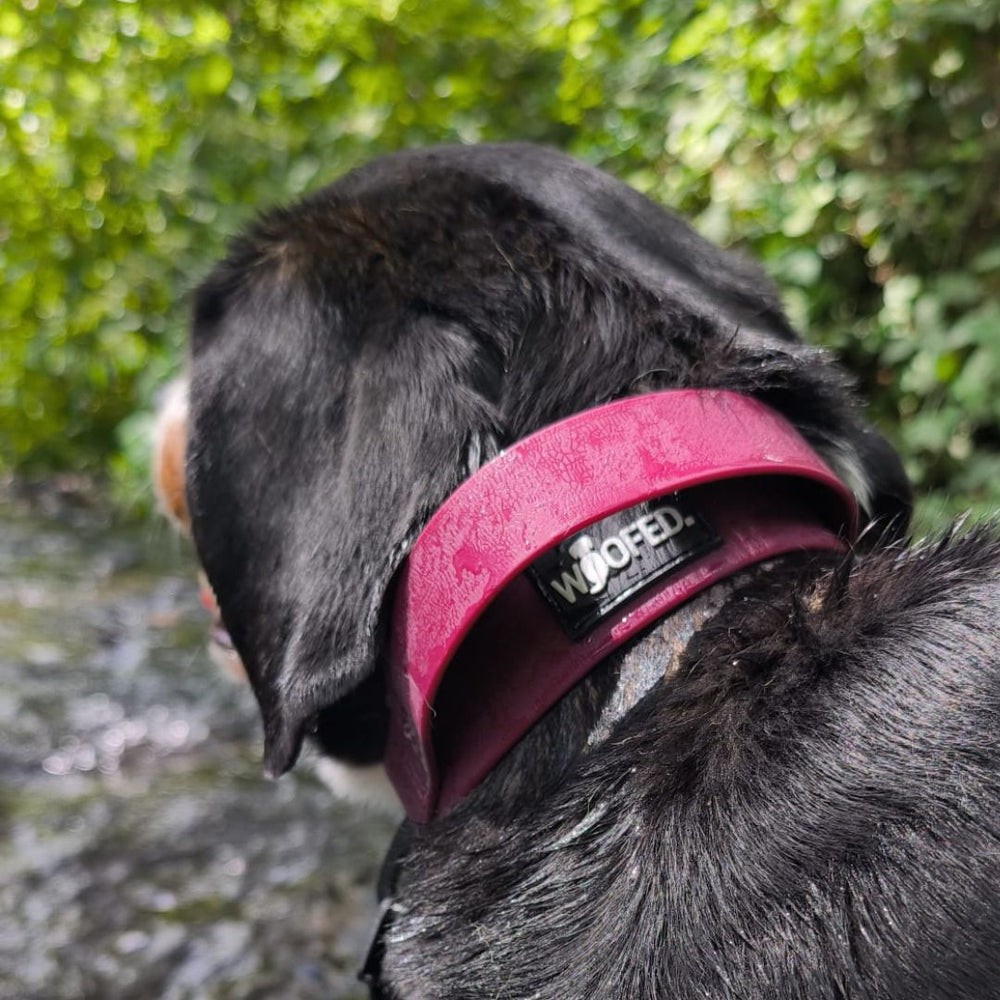 Verstellbares WOOFLEX® Halsband in Pink an einem Hund, umgeben von grünen Pflanzen und einem Wasserlauf.