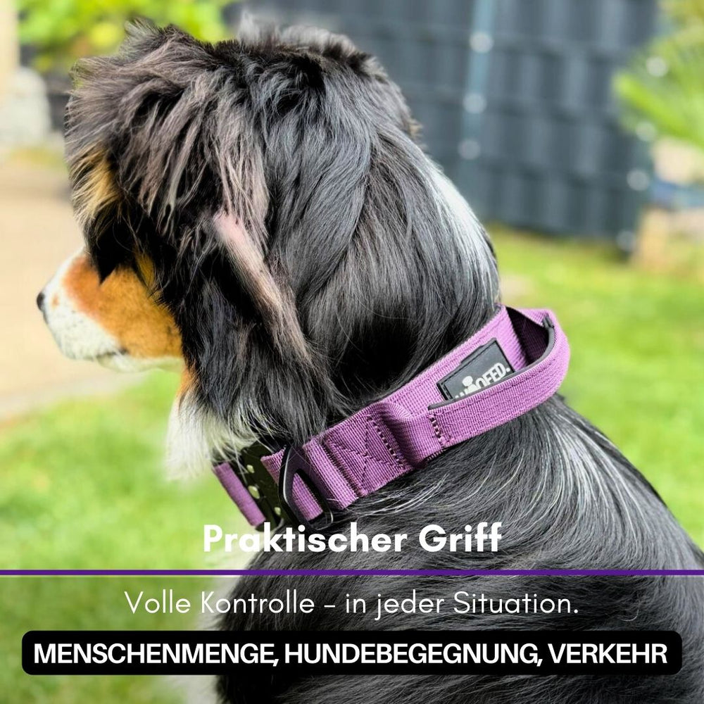 Ultraleichtes lila Nylon Halsband mit Griff an einem seitlich abgebildeten Hund mit glänzendem Schwarz-Braunem Fell.