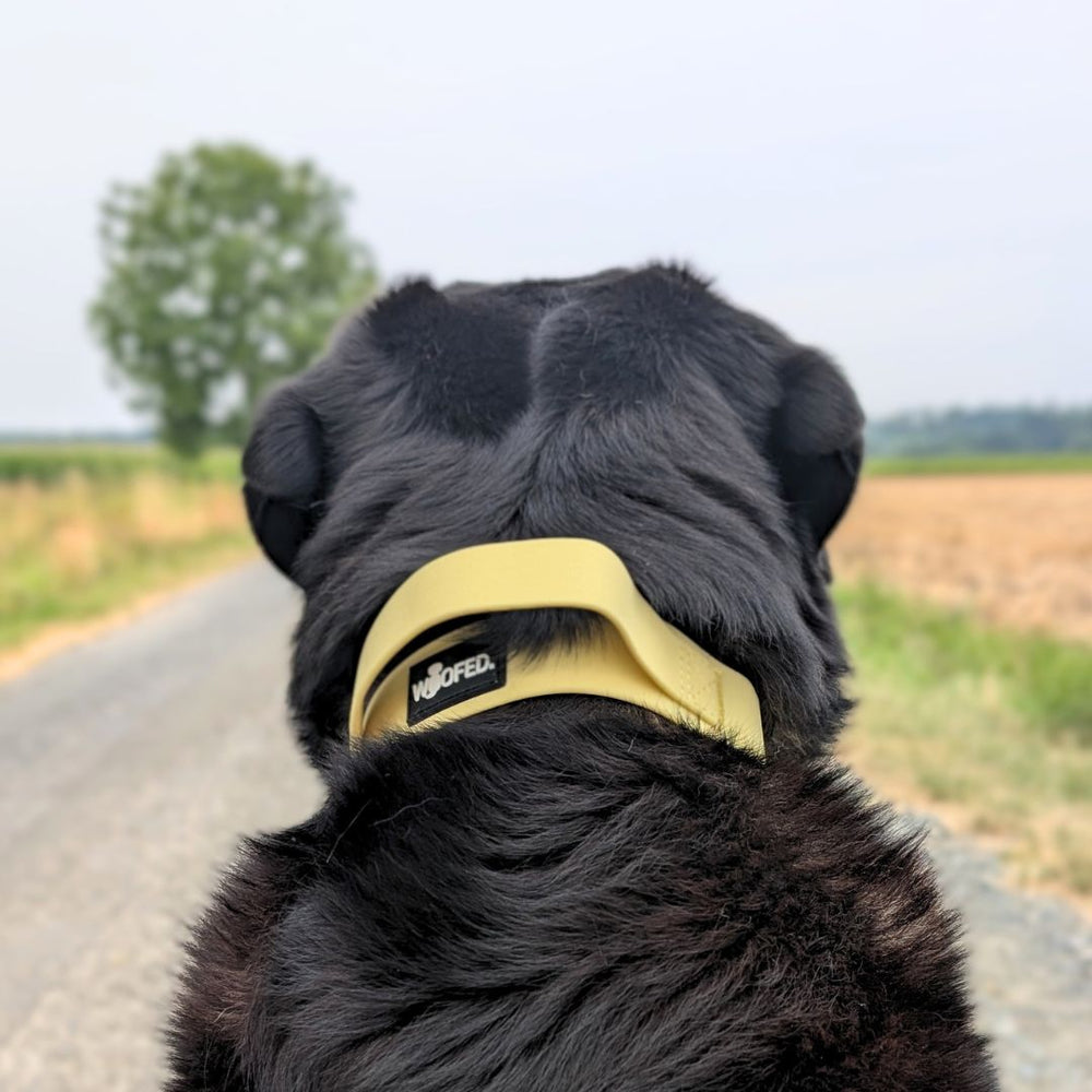 Hund mit gelbem WOOFLEX® Halsband auf einem Weg, umgeben von bewaldeter Landschaft und bewölktem Himmel.