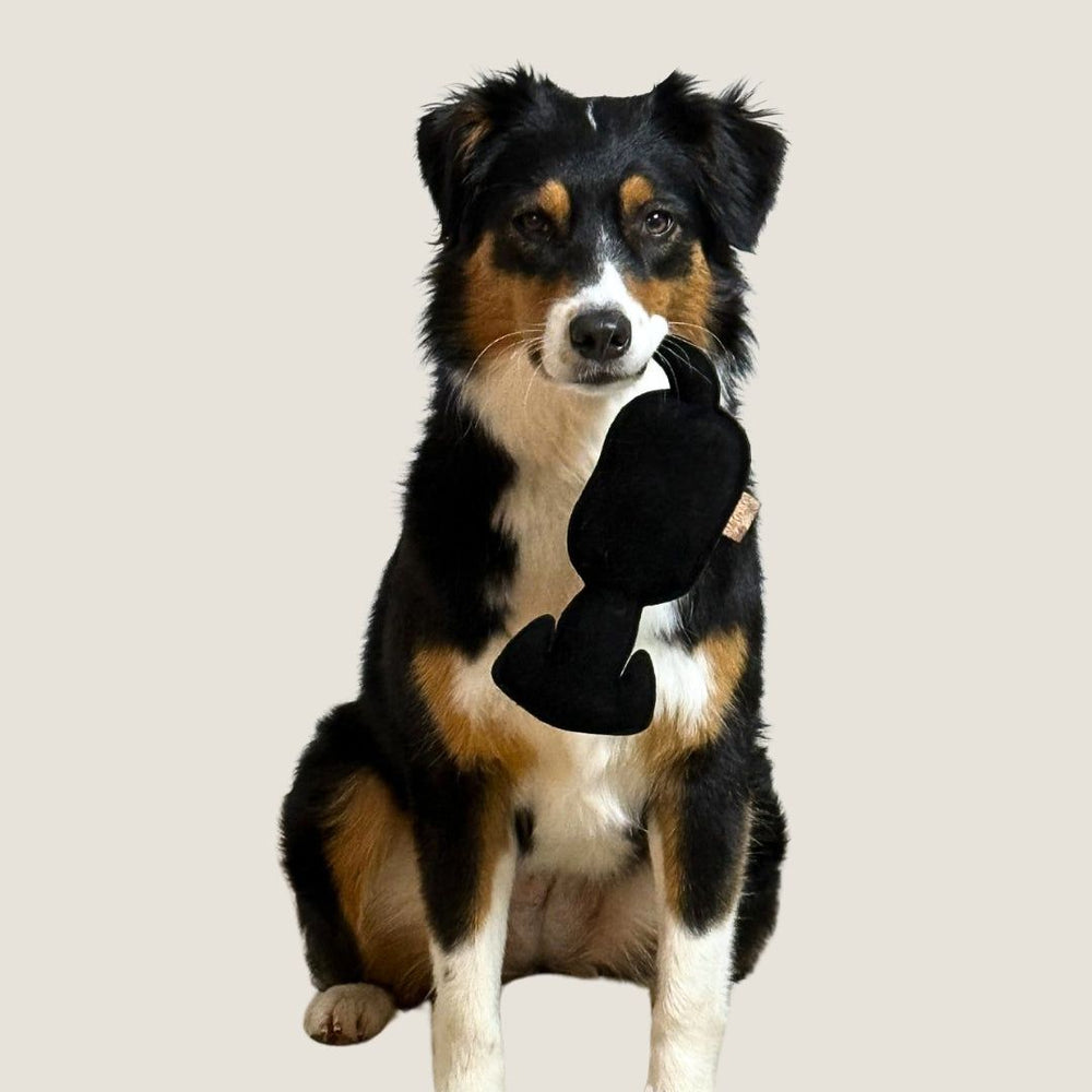 Hund mit schwarz-braunem Fell hält WOOFED. Hundespielzeug im Maul, ideal für Apportier- und Suchspiele, auf neutralem Hinterg