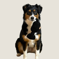 Hund mit schwarz-braunem Fell hält WOOFED. Hundespielzeug im Maul, ideal für Apportier- und Suchspiele, auf neutralem Hinterg