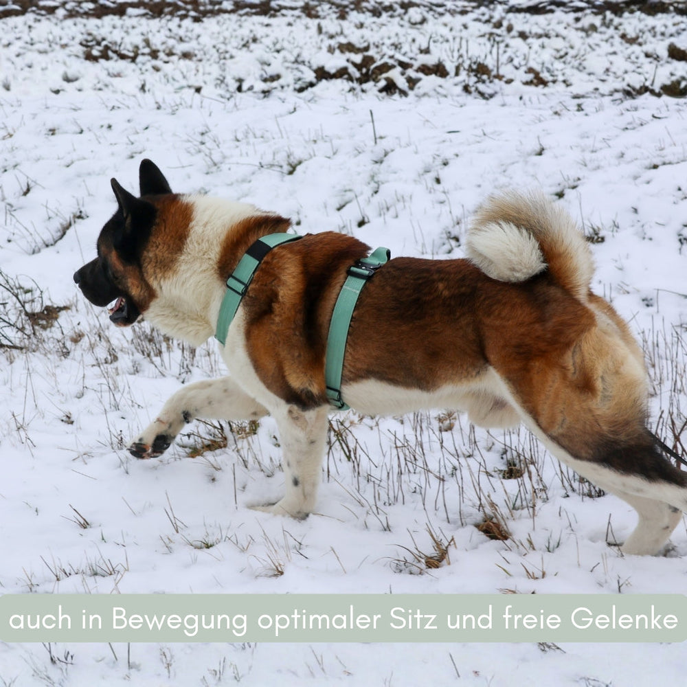 Hund läuft im Schnee mit grünem Y-Hundegeschirr, das optimalen Sitz und Bewegungsfreiheit bietet.