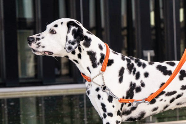 Dalmatiner mit orangefarbenem Halsband und Leine vor modernen gläsernen Gebäuden. Elegante und stylische Hundebekleidung.
