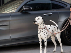 Dalmatiner mit rundgenähter Lederleine vor modernem Sportauto auf urbanem Gehweg.