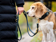 Beagle an einer grünen Lederleine (2m) mit schwarzem Halsband, gehalten von einer Person im unscharfen Hintergrund.