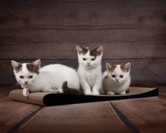 schwarz matt (013x) - Bild 2