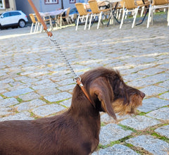 Kleiner brauner Hund an Showleine mit Ketteneinsatz auf einem gepflasterten Platz vor einem Café.
