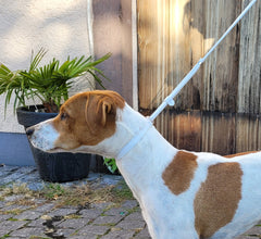 Braun-weißer Hund mit schlanker Figur, trägt weiße Leine und Halsband, vor Holzverkleidung. Ideal für Spaziergänge.