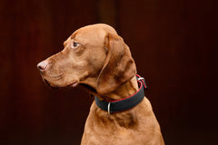 Schwarzes Halsband mit roten Akzenten an einem braunen Hund vor dunklem Hintergrund.