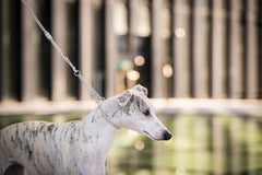 Hund an Showleine mit Perlen, Whippet mit gestromtem Fell, vor modernen Gebäuden und spiegelndem Wasser.