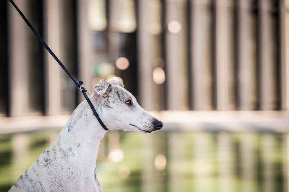 "Slanker Hund an verstellbarer Leine in urbaner Umgebung mit Wasseransicht im Hintergrund."