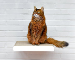 weiß, gestrichen (000x) - Bild 1