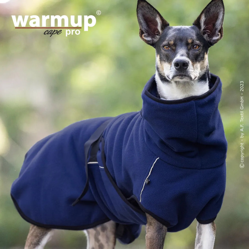 Hund trägt blauen Warmup© Wende-Cape mit hohem Kragen und Schnalle, steht aufrecht und schaut in die Kamera.