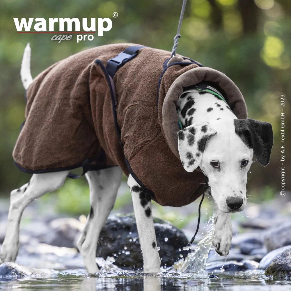Dalmatiner-Hund trägt braune, flauschige Warmup© cape pro Decke am Wasser, an der Leine geführt.