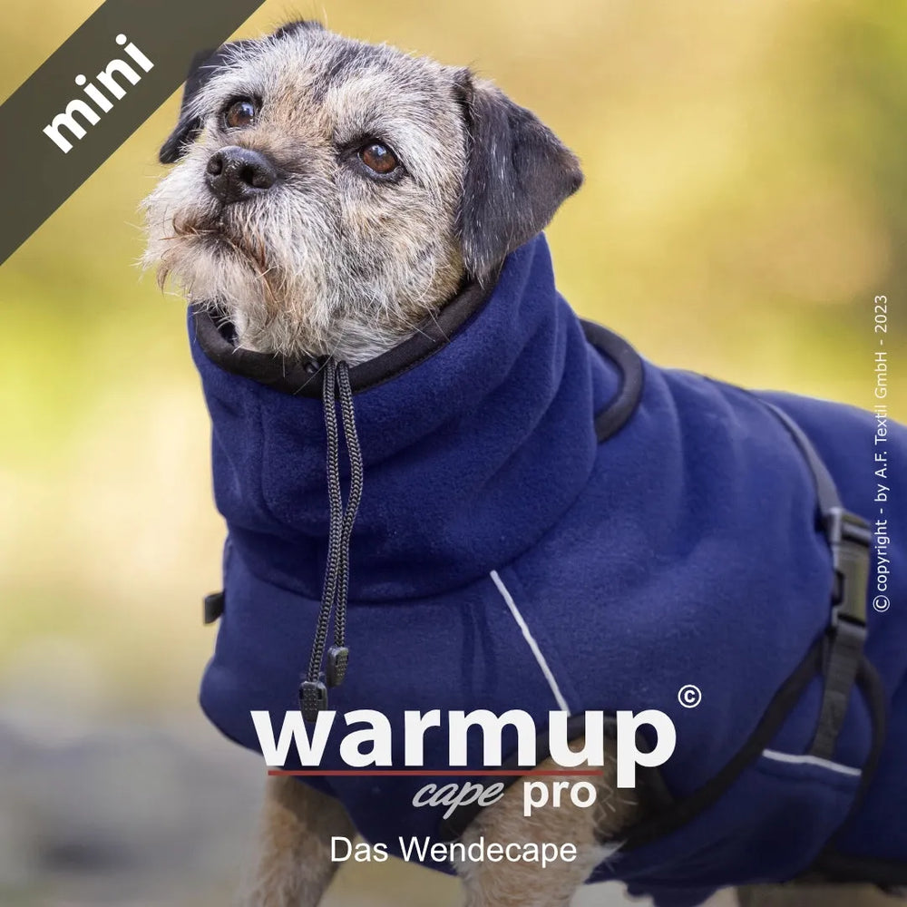 Kleiner Hund in blauem wendbarem Cape mit hohem Kragen, schaut aufmerksam zur Kamera. Ideal für kalte Tage.