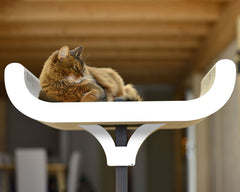 Katze entspannt auf modernem, geschwungenem Kratzbaum im hellen Innenraum. Stylisches Design für Wohnräume.