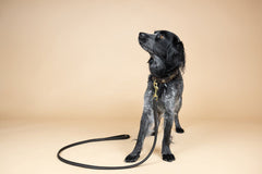 Schwarzer Hund mit Halsband steht aufrecht, schaut nach oben, Hintergrund in Cremefarbe.