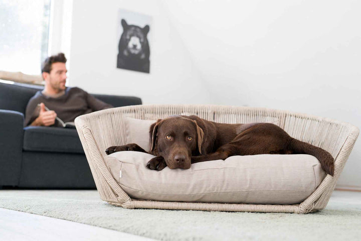 Brauner Hund ruht im VOGUE Hundebett, während sein Halter im Hintergrund liest.