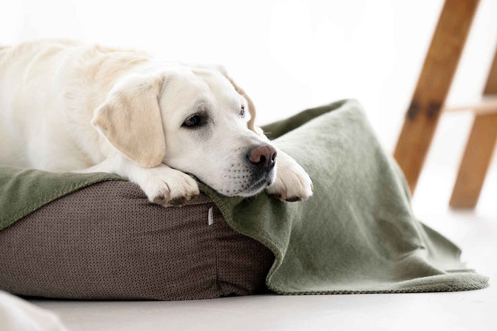 Heller Hund legt den Kopf auf ein graues Hundebett mit grüner Decke.