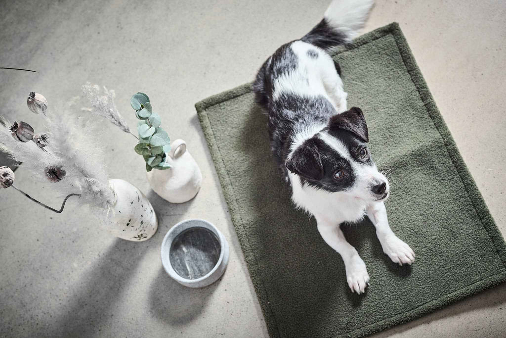 Schwarz-weißer Hund liegt auf einer grünen Decke neben einem Wassernapf.
