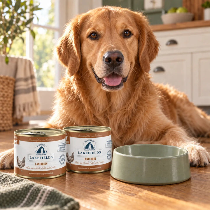 Lakefields Landhuhn-Dosen mit Futternapf und Golden Retriever in einer hellen Wohnküche.