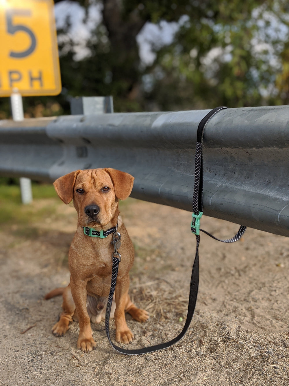 Brauner Hund an Clip-It Freihand-Leine, befestigt an einer Barriere, mit gelbem Verkehrszeichen im Hintergrund.