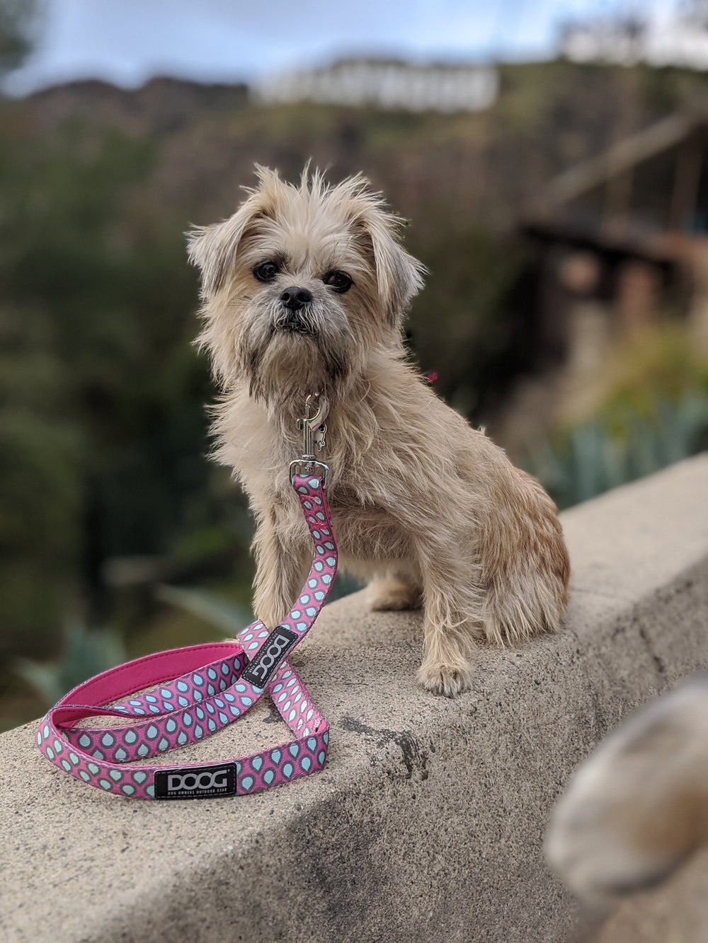 Kleiner Hund auf einer Mauer mit glitzerndem Halsband und bunter, pinker Neoprenleine von DOOG.
