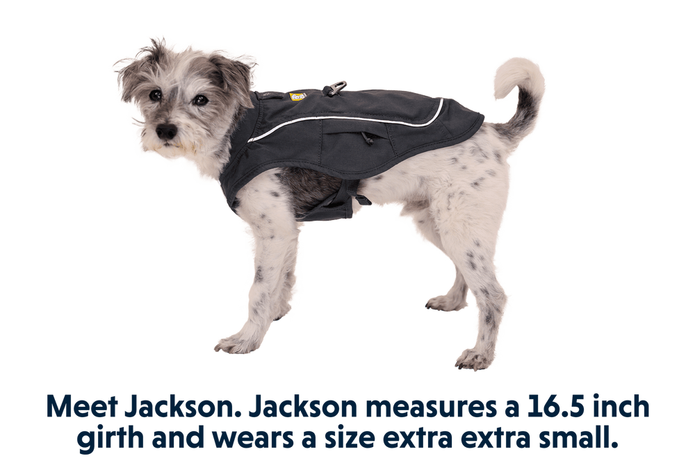 Hund Jackson in schwarzer Overcoat Fuse™ Hundejacke mit Reflektoren auf hellem Hintergrund.