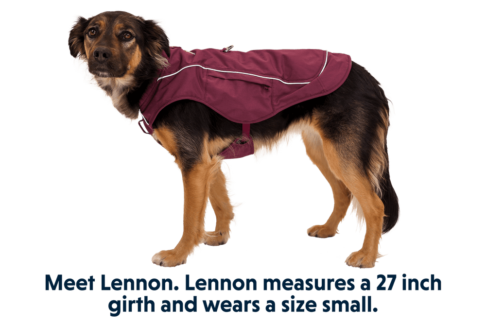 Hundemann Lennon in dunkelroter Hundejacke mit weißen Nähten, zeigt seinen stilvollen Look und glänzendes Fell.