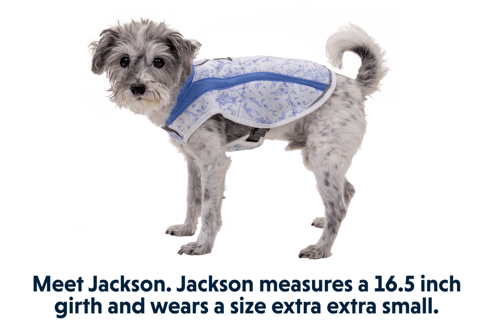 "Jackson, ein grauer Hund, trägt die blaue Swamp Cooler™ Kühlweste auf einem neutralen Hintergrund."