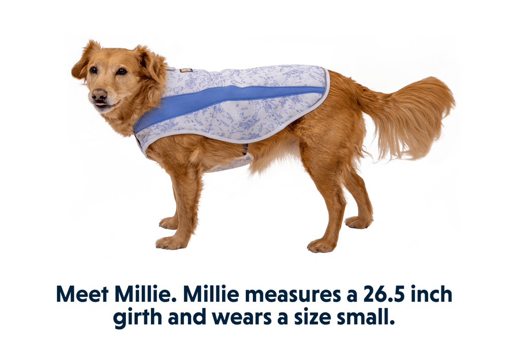 Hunde Kühlweste Swamp Cooler™ in Blau, gemustert, ideal für heiße Tage, goldenes Fell, seitliche Ansicht.